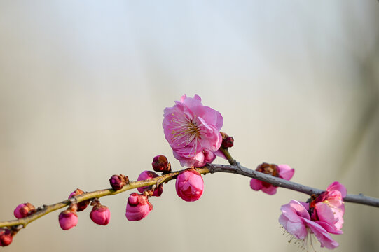 红梅盛开春天春暖花开梅花开放