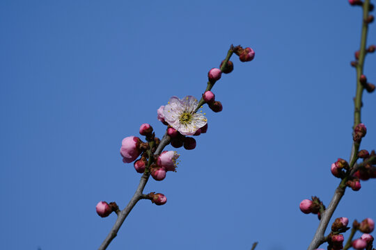 红梅盛开春天春暖花开梅花开放