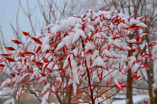 雪中红叶