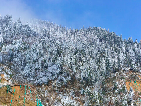 树上的雪