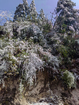 森林积雪