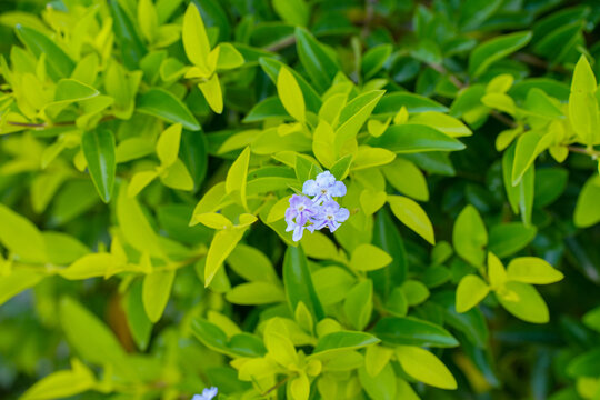 假连翘紫花植物特写