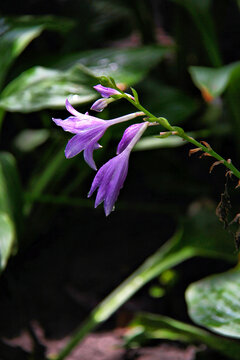 紫萼花