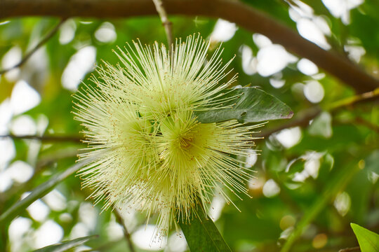 毛蛋花毛茸茸花毛毛花