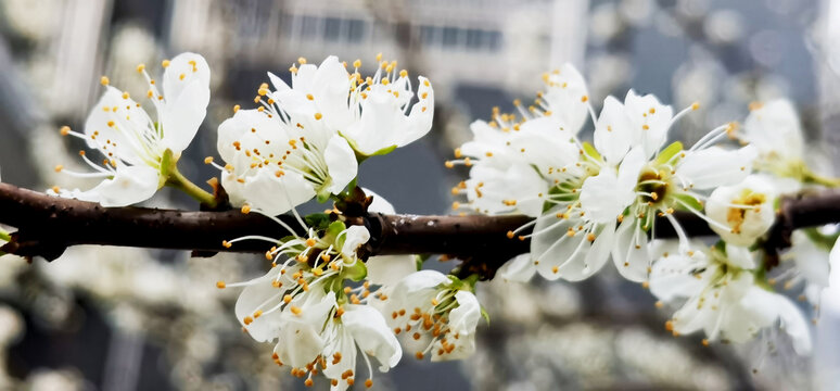 李子花