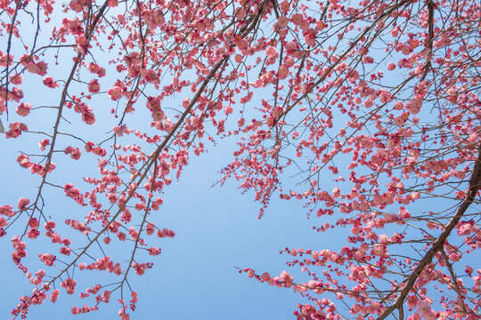 盛开的梅花