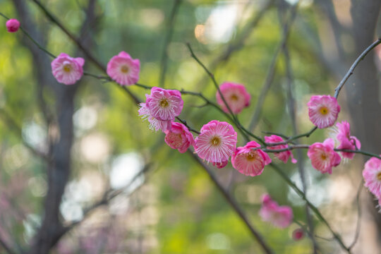 盛开的梅花