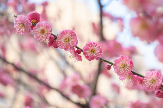 盛开的梅花