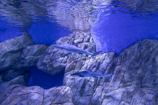海底鲨鱼