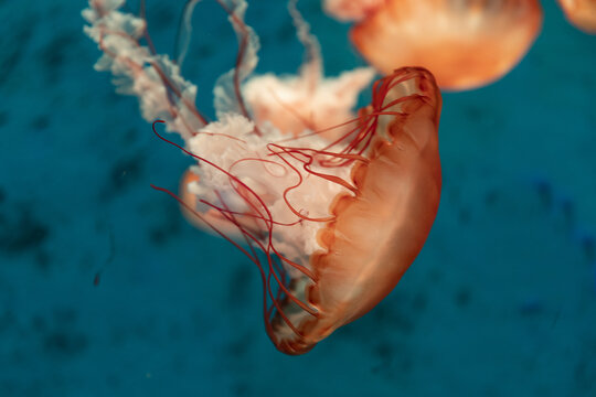 海洋生物