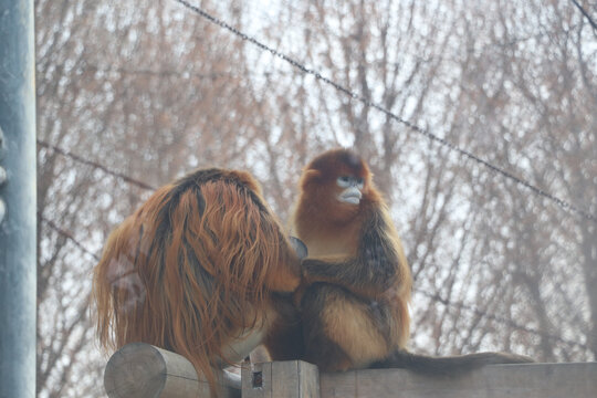 金丝猴