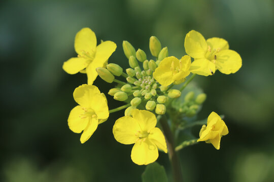 油菜花