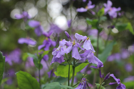 诸葛菜