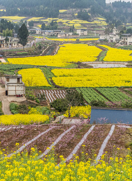 新农村油菜花地