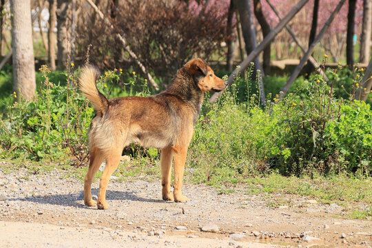 中华田园犬