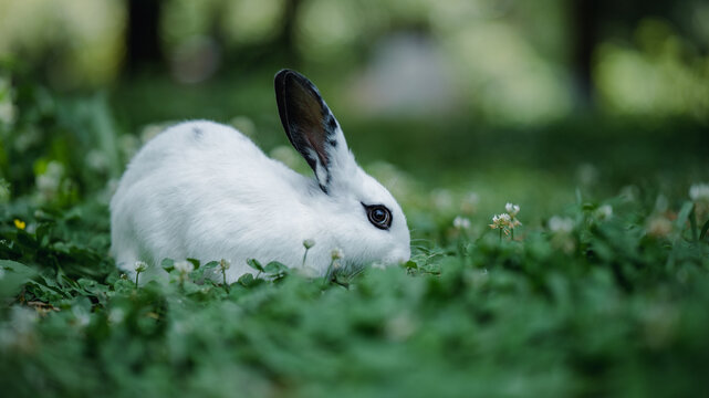 公园里花丛中的小白兔熊猫兔
