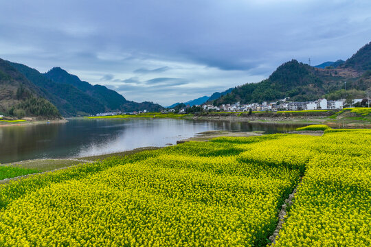 淳安梓溪村油菜花海