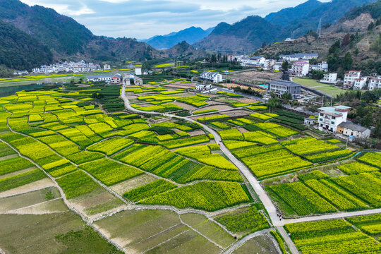 淳安梓溪村油菜花海