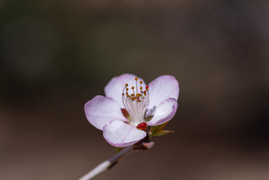 春天大朵粉色花朵特写