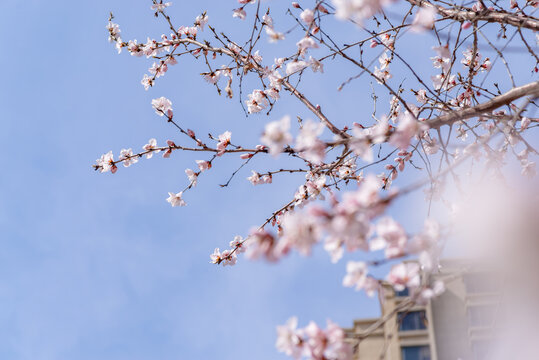 满树山桃花开