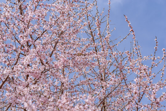 满树山桃花开