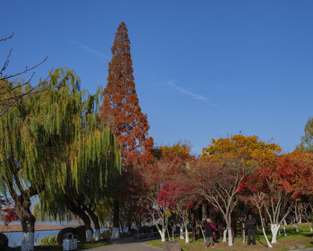 秋天多彩的树木