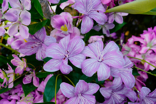 紫色观赏花