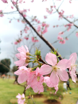 樱花