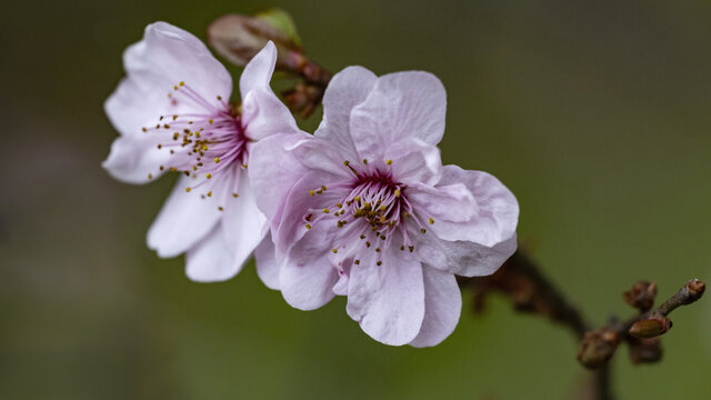 梅花枝条