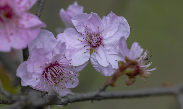 梅花枝条