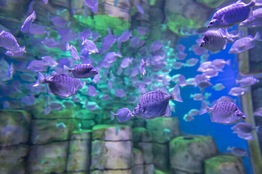 水族箱背景