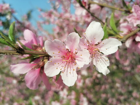 桃花