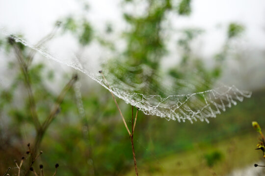 露水蜘蛛网