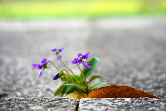 紫花地丁