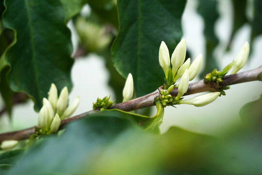 咖啡树开花