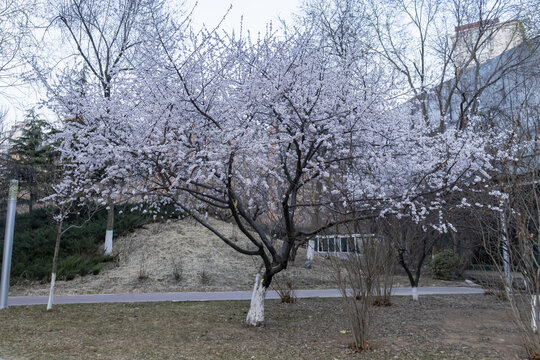 春天公园里的杏花开了