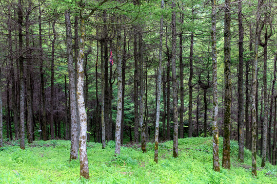 六盘山森林公园