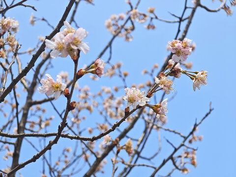 初春早樱