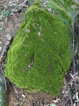 石头苔藓