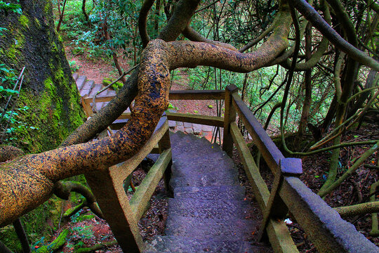 武夷山登山路