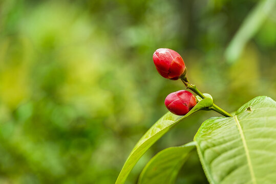 越南抱茎茶花蕾