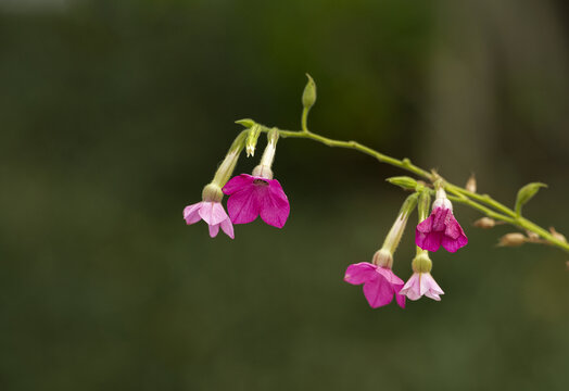 花烟草一串