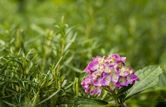 绣球花