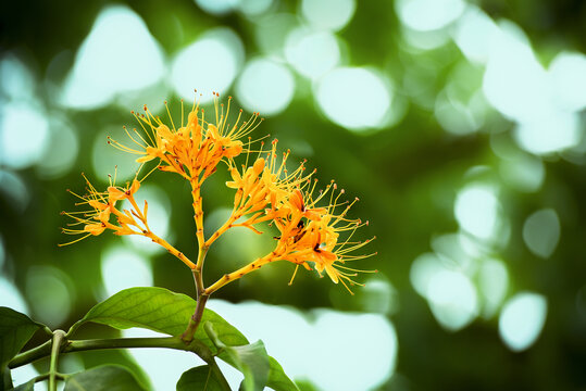 中国无忧花细节