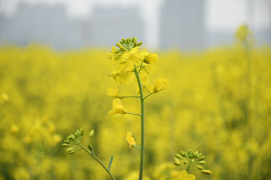 油菜花