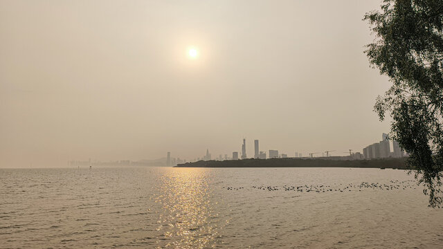 深圳湾日落前景色