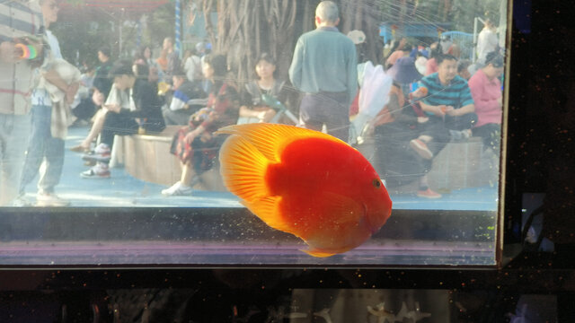 广州动物园锦鳞苑的观赏鱼