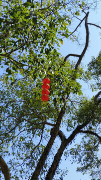 春节期间挂了灯笼的聚果榕