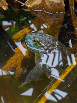 美国牛蛙在水池中露出头来