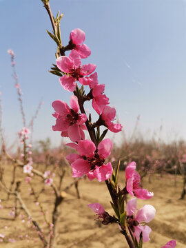 桃花